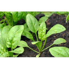 Spinach Early Giant Leaf